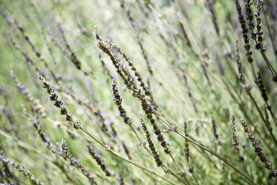 Arizona_Farm Lunch_Jelly Toast_Emily Caruso (31 of 135)