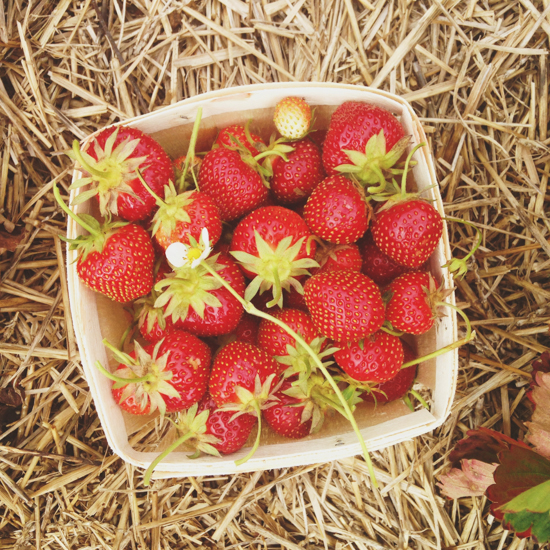 strawberries by Emily Caruso