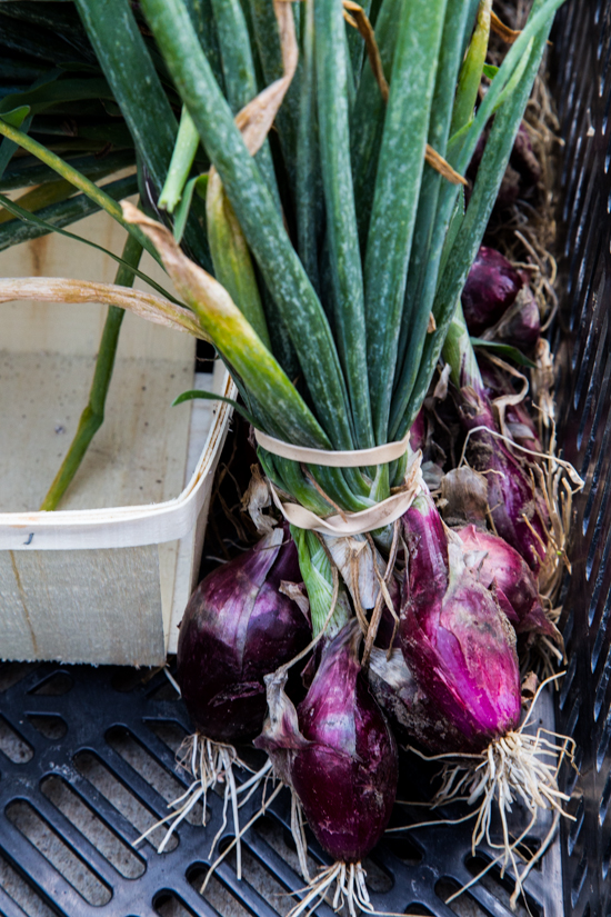 purple onions by Emily Caruso