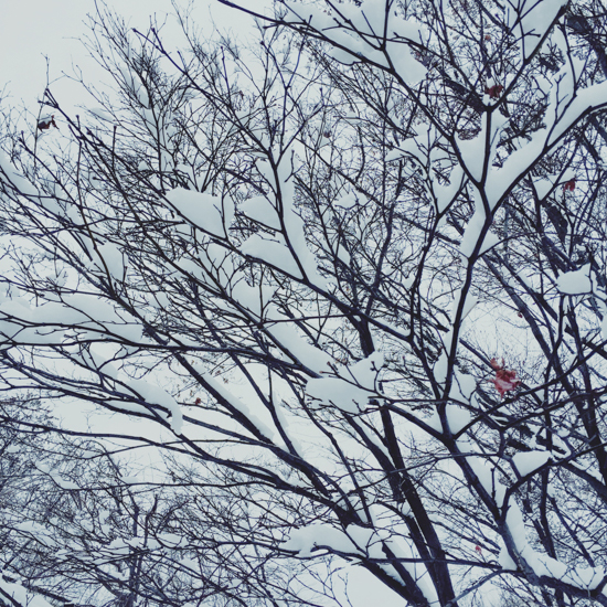 Snow Branches