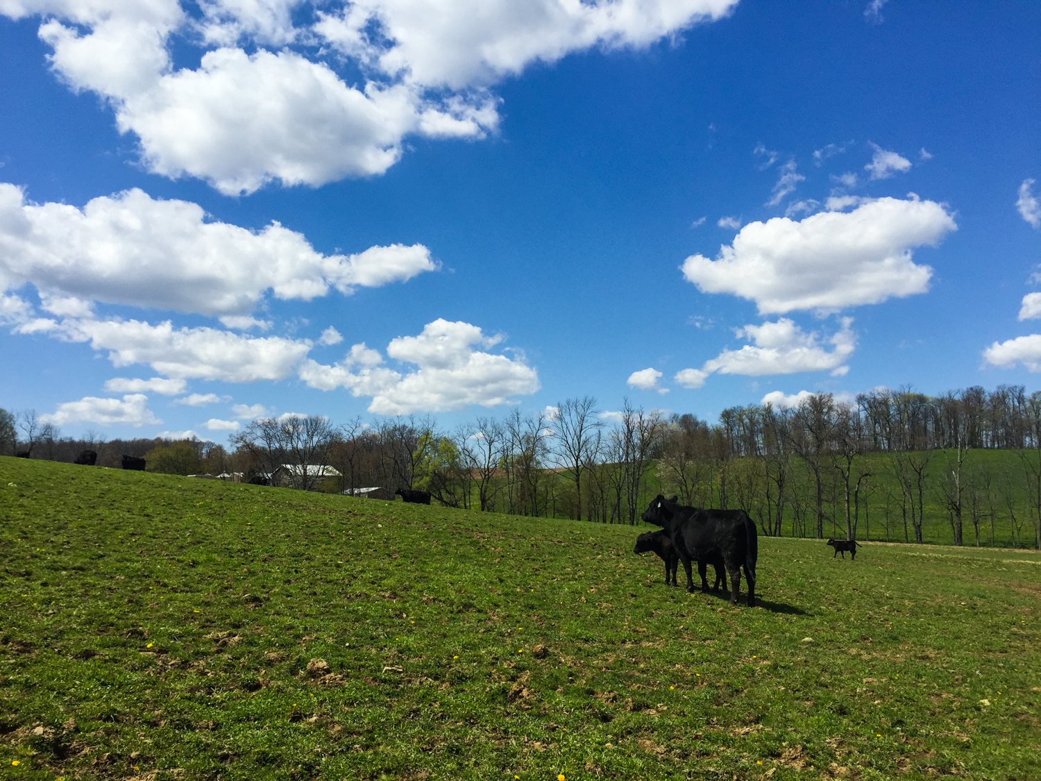 Certified Angus Beef | JellyToastBlog.com