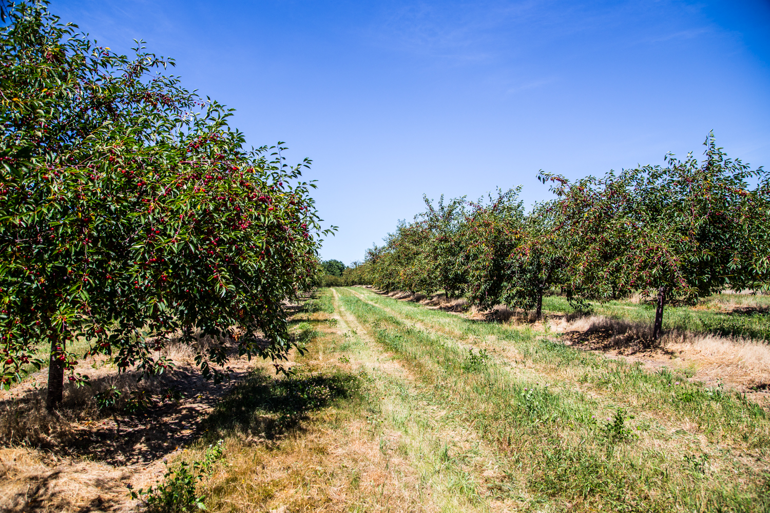 Cherry Harvest | JellyToastBlog.com