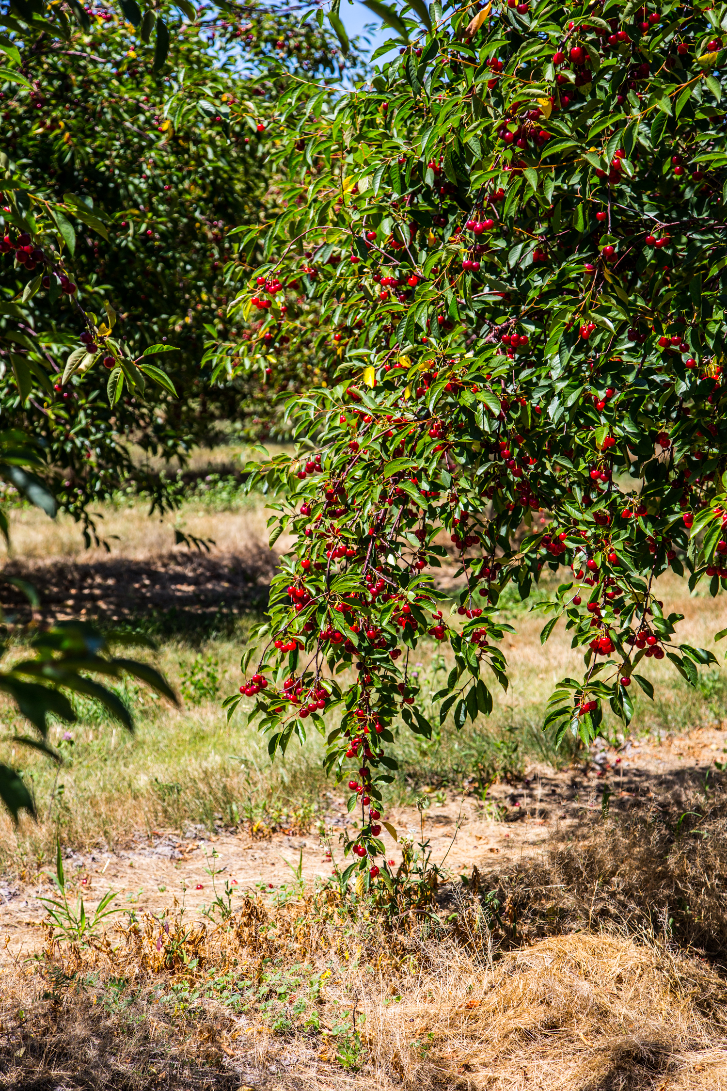 Cherry Harvest | JellyToastBlog.com