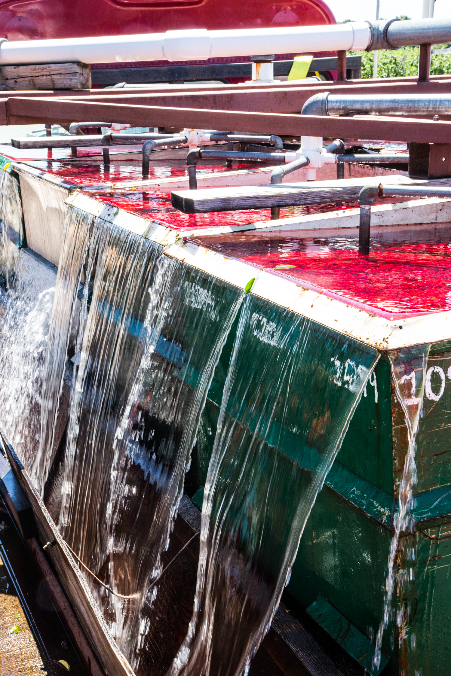 Cherry Harvest | JellyToastBlog.com