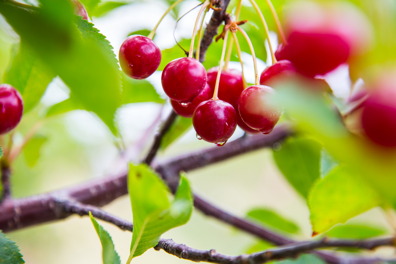 Cherry Harvest | JellyToastBlog.com