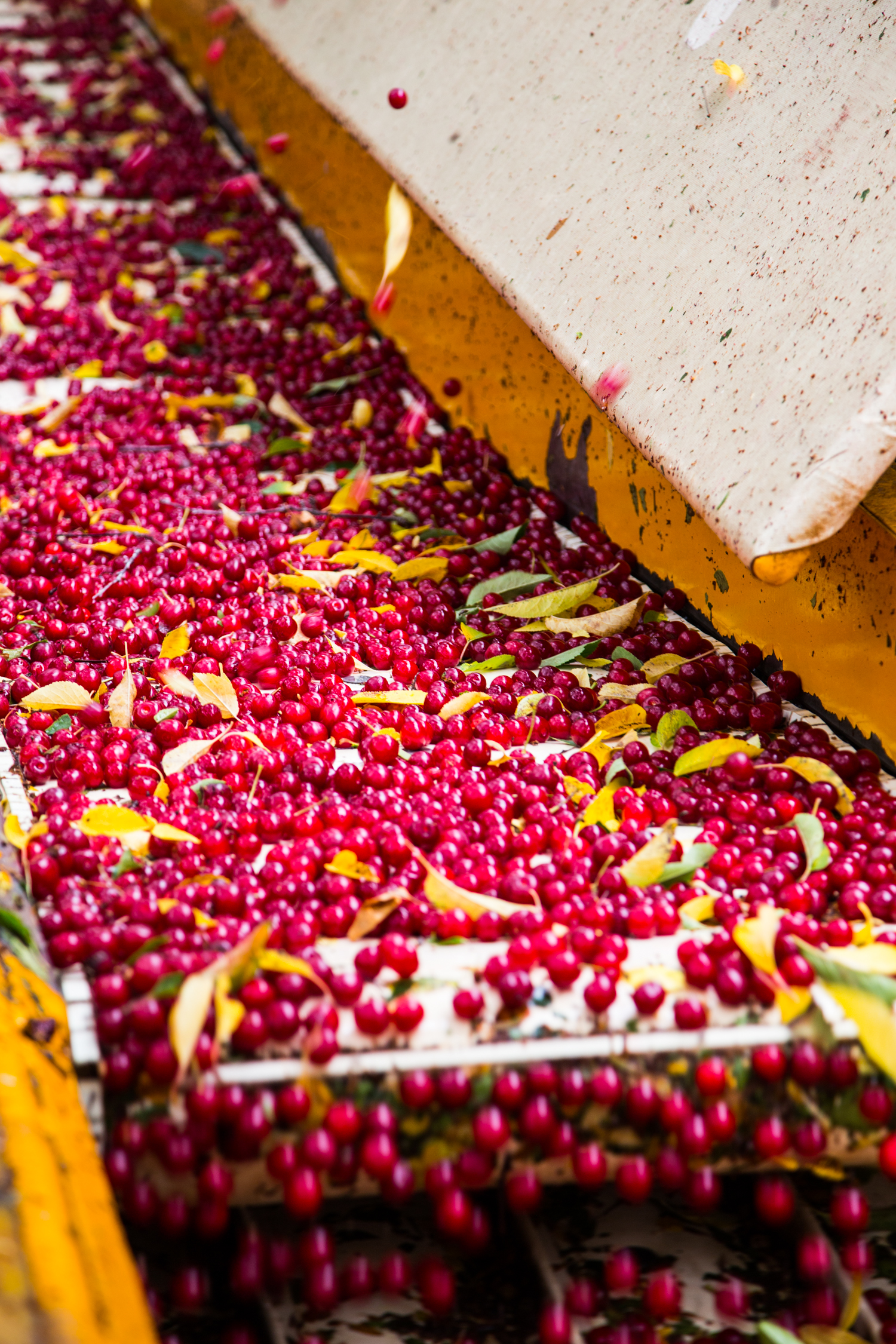 Cherry Harvest | JellyToastBlog.com