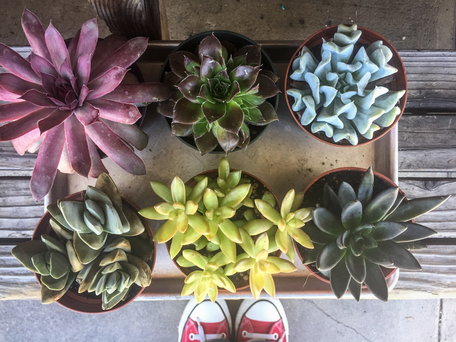 succulents