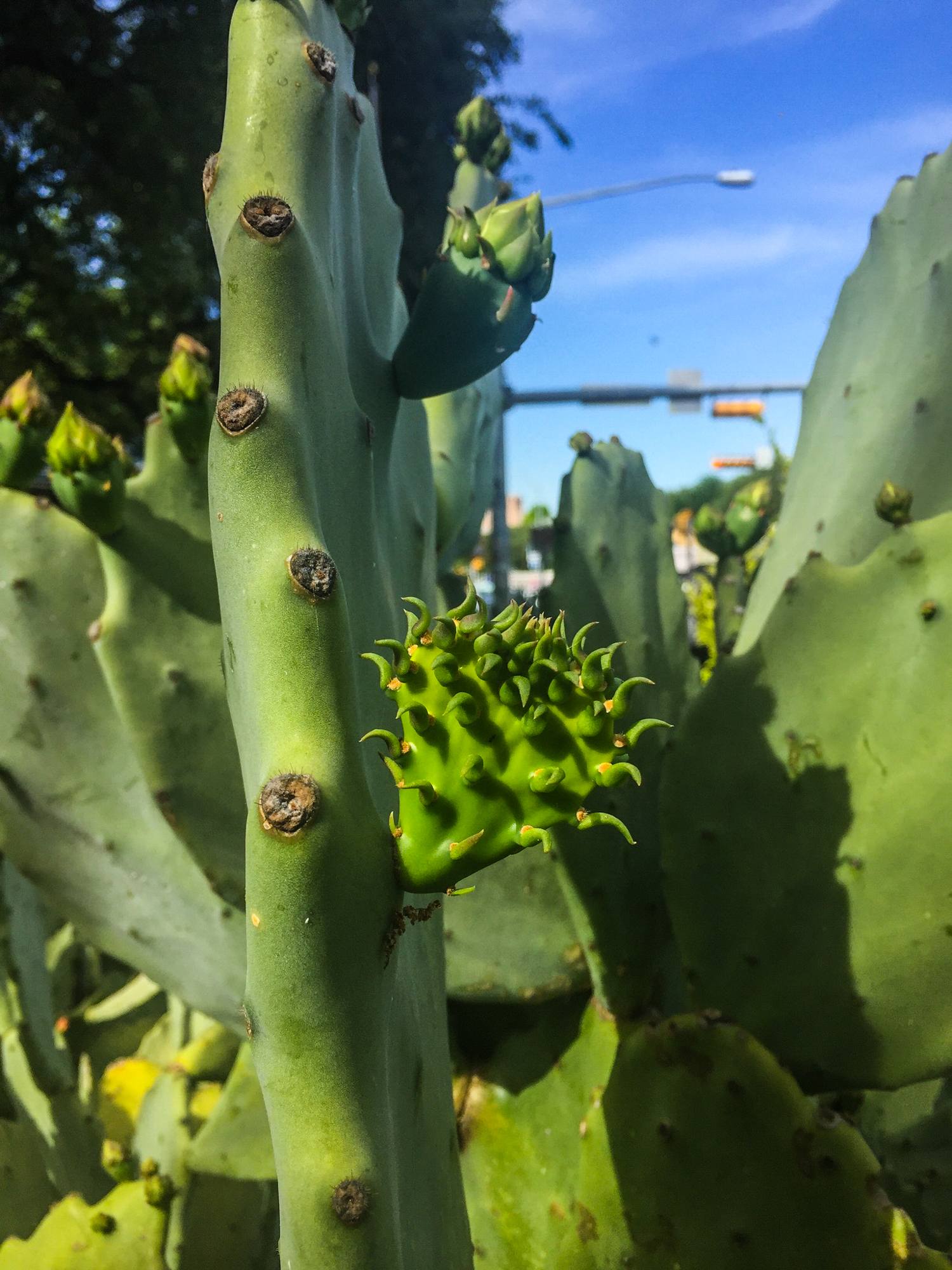 cutie pie cactus